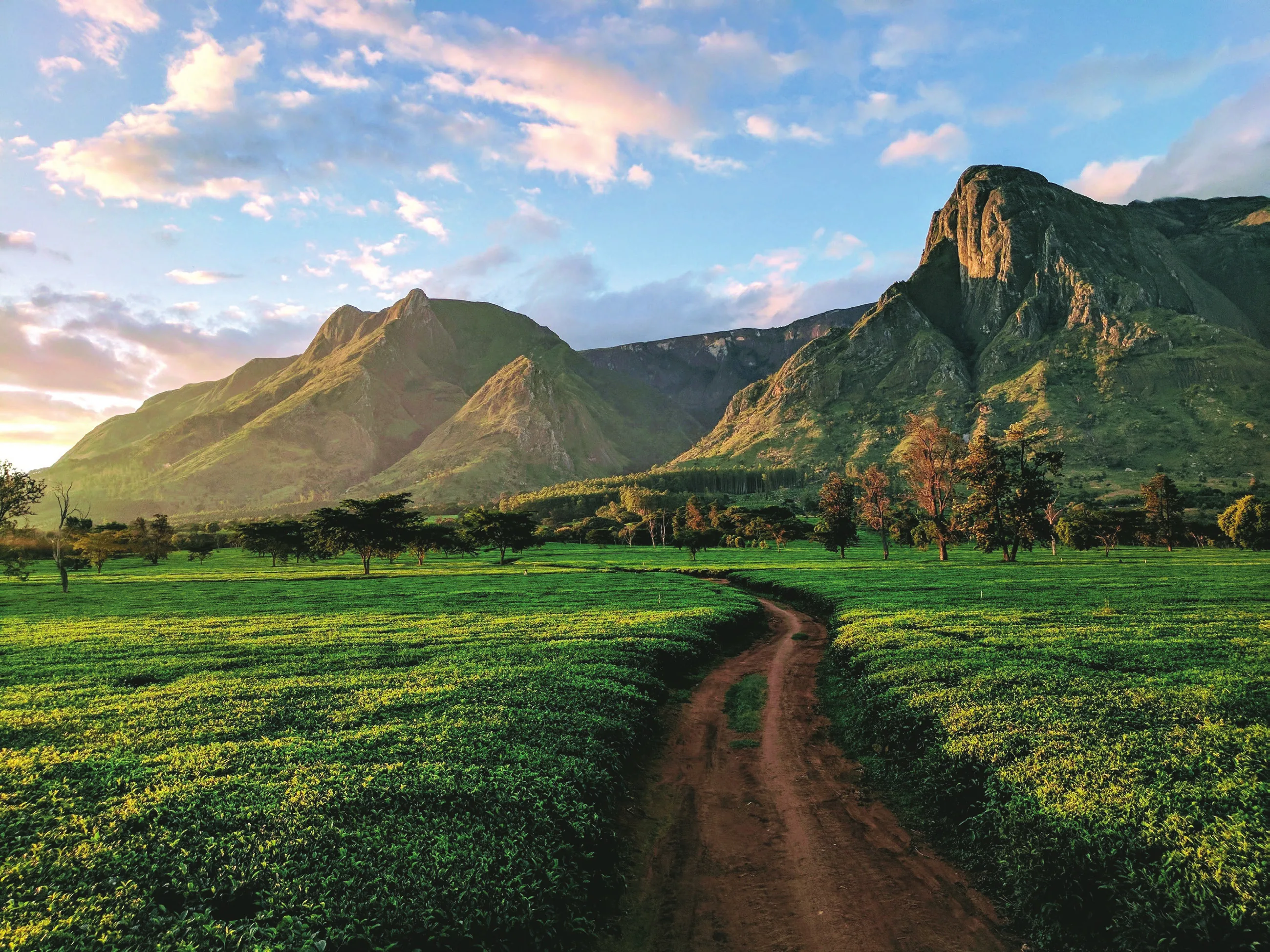 A red dirt track running through low green crops towards a mountain range under a pale morning sky