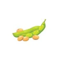 A soy bean pod with dried beans