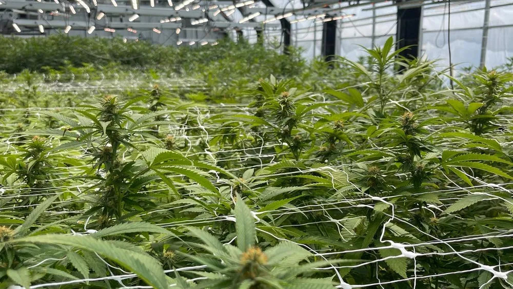 Rows of plants under grow lights inside the Sperry, Oklahoma greenhouse